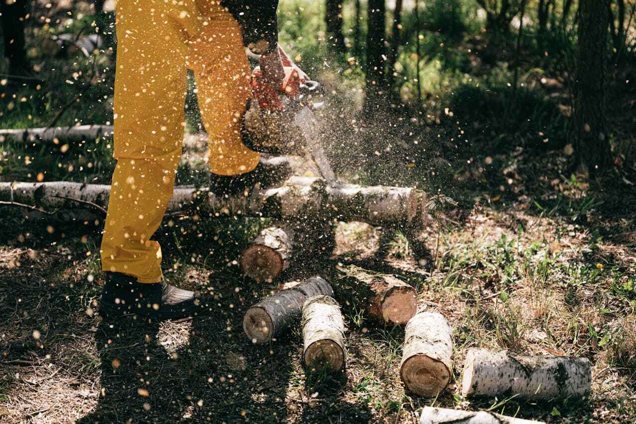 Palm Tree Trimming in Zumbrota, MN